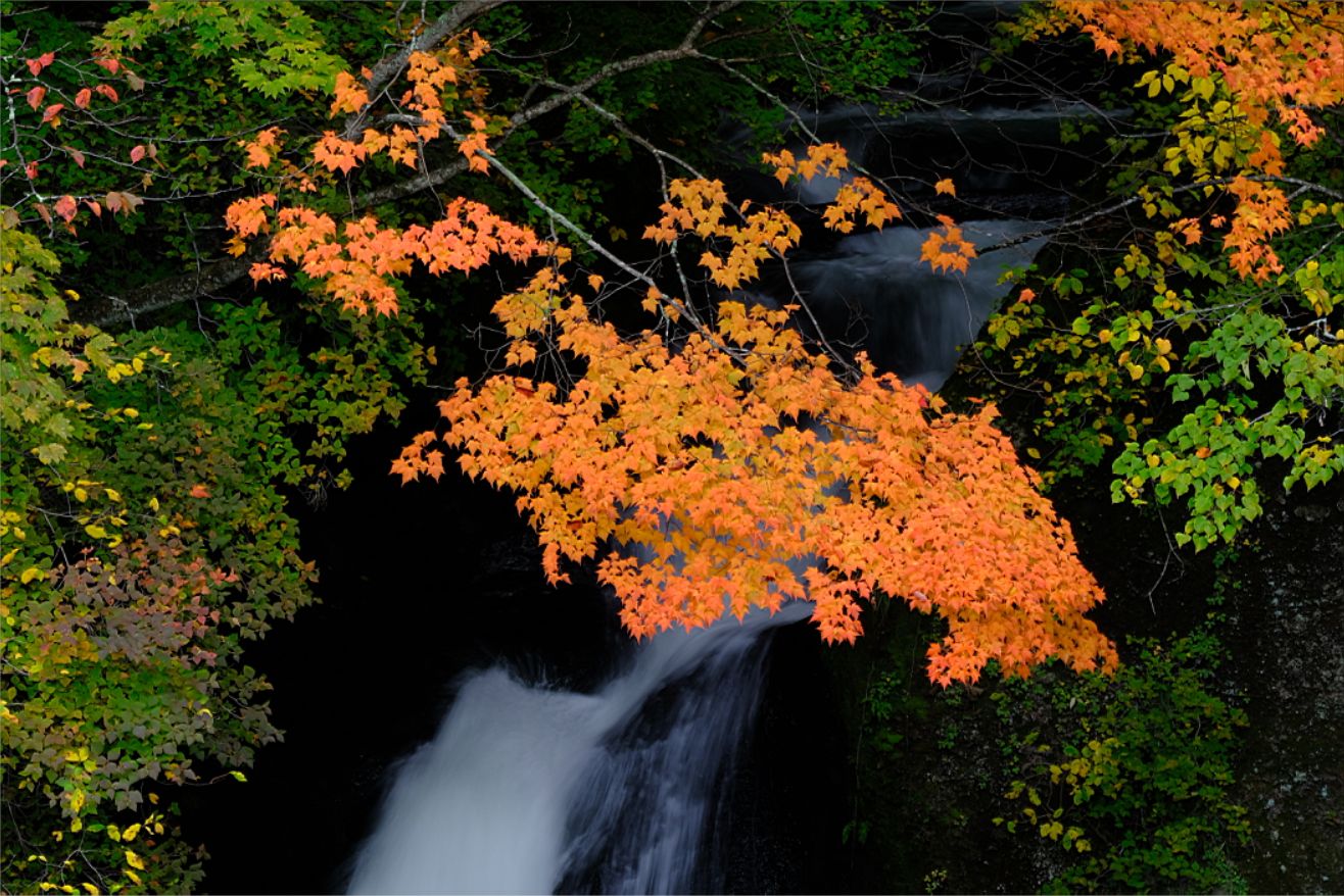 紅葉